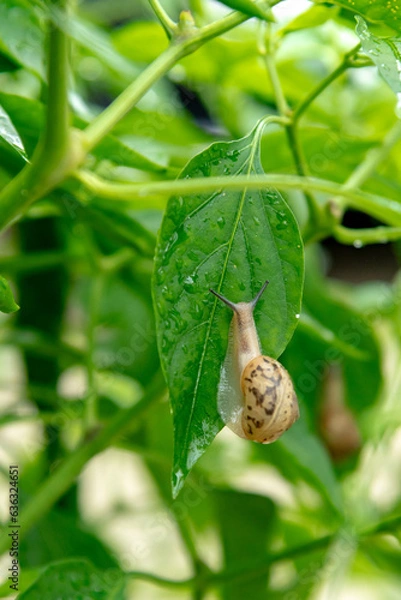 Obraz a snail perched on a chili leaf