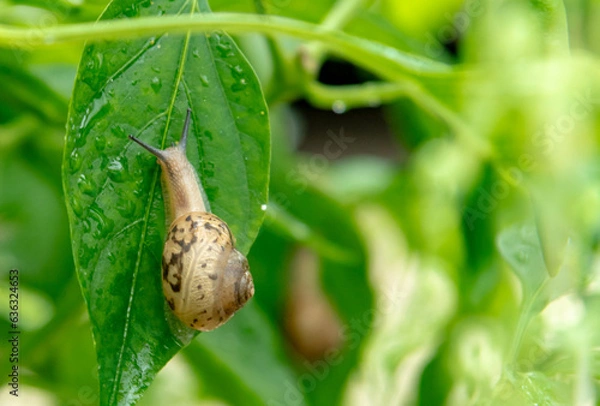 Obraz a snail perched on a chili leaf