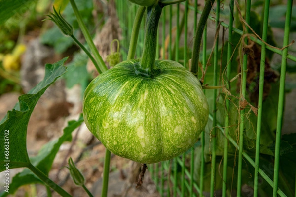 Obraz Pumpkins on the fence