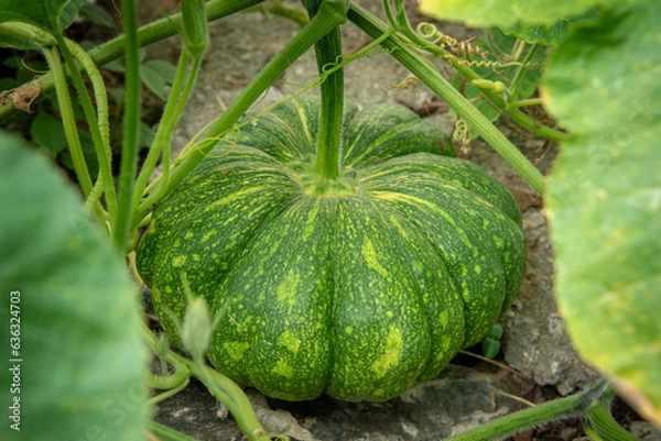Obraz fully grown green pumpkin
