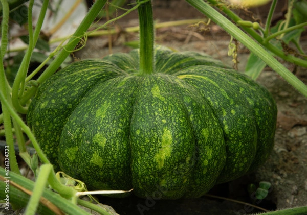 Obraz fully grown green pumpkin