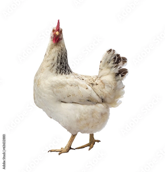 Obraz Speckled hen isolated on white background,studio shot.