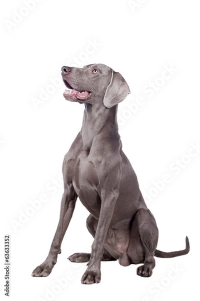 Fototapeta Funny Weimaraner Dog isolated on white background