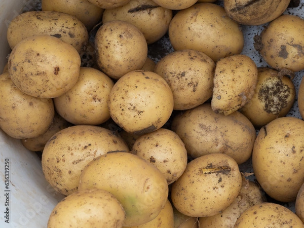Obraz Raw potatoes close-up