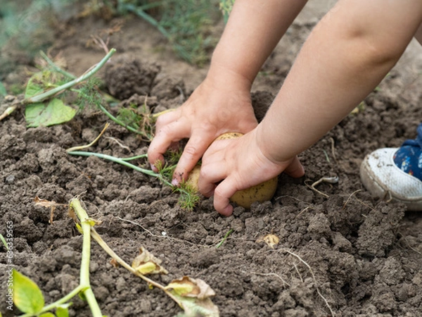 Obraz Child's hands picking a raw potato close-up