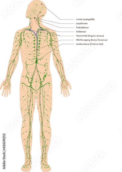 Obraz Infografik Lehrmaterial: Lymphatisches System des Menschen - Lymphsystem - Lymphgefäße Lymphknoten - Beschriftung: deutsch / latein