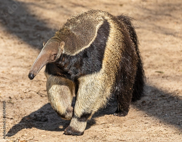 Fototapeta Frontal view of a Giant anteater (Myrmecophaga tridactyla)