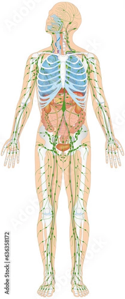 Obraz Infografik Lehrmaterial: Skelett, Atmungssystem, Verdauungssystem, Lymphatisches System, Harnorgane / Lymphsystem des Menschen