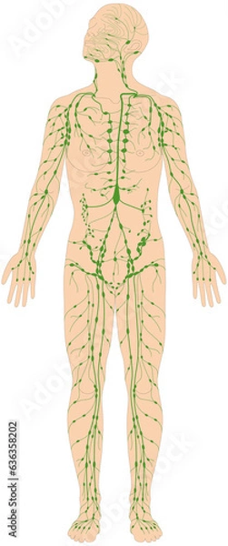 Obraz Infografik Lehrmaterial: Lymphgefäßsystem des Menschen - Lymphsystem