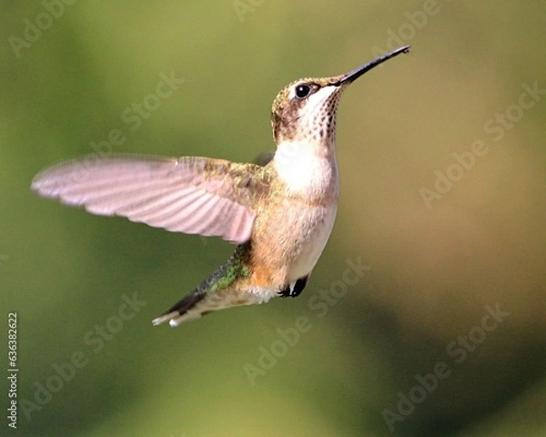 Fototapeta Ruby Throated Hummingbird