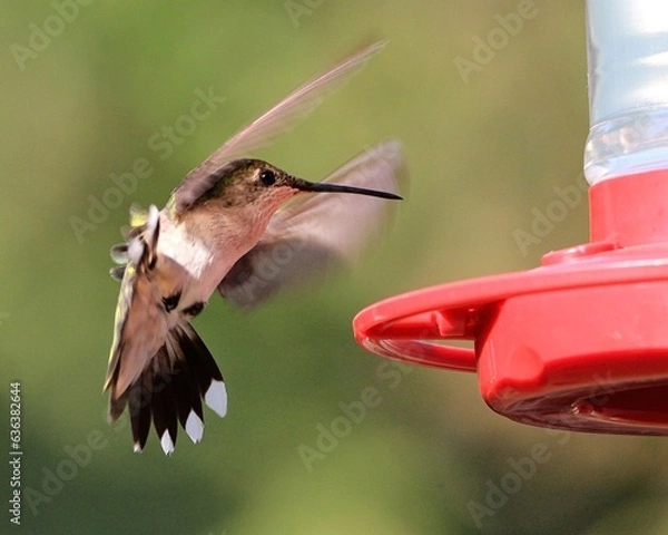 Fototapeta Ruby Throated Hummingbird