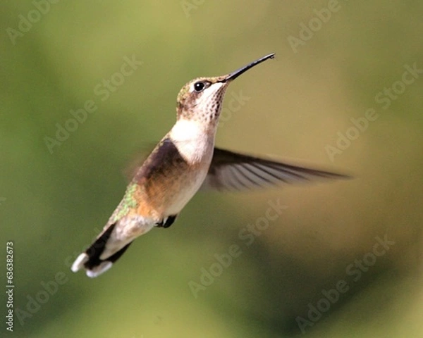 Fototapeta Ruby Throated Hummingbird