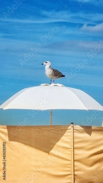 Fototapeta seagull on a parasol on the beach