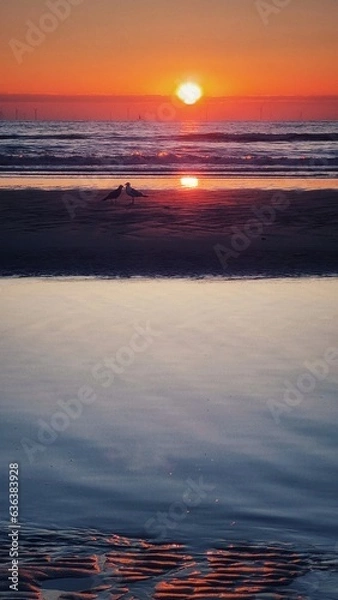 Fototapeta Seagulls in red sunset over the noth sea in noordwijk