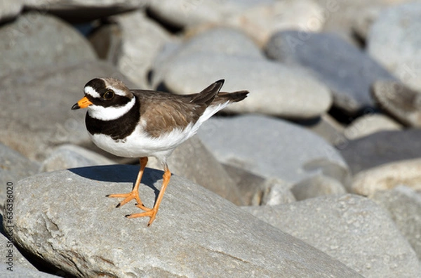 Fototapeta Ringed Plover