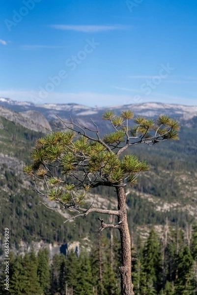 Obraz Vertical of Taft point in Yosemite National Park on a sunny day