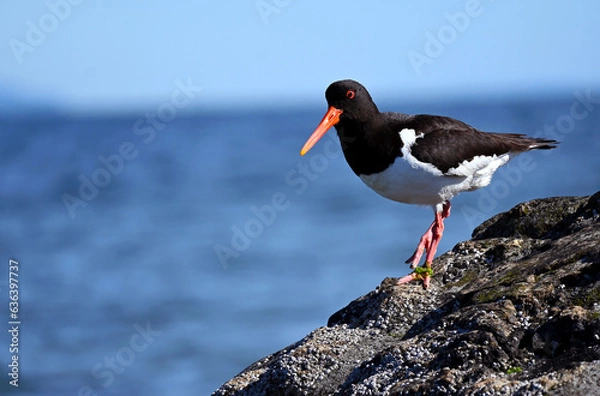 Obraz Oystercatcher