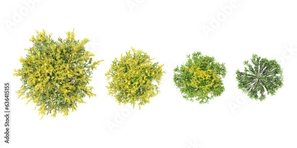 Fototapeta Acacia dealbata,Dill trees in the forest, top view, area view, isolated on transparent background, 3D illustration, cg render