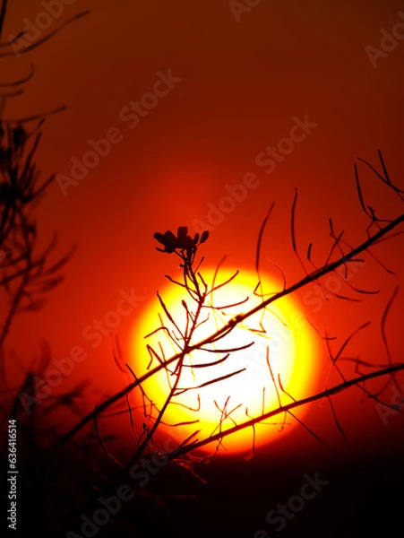 Obraz silhouette at sunset
