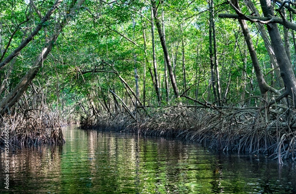 Fototapeta Swamp cutting through the mangrove forest of Trinidad with reflections of trees in the forest and sun shining through the trees.
