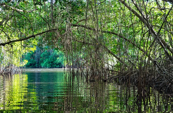 Fototapeta Small river cutting through an archway formed by vines in the mangrove forest of Trinidad