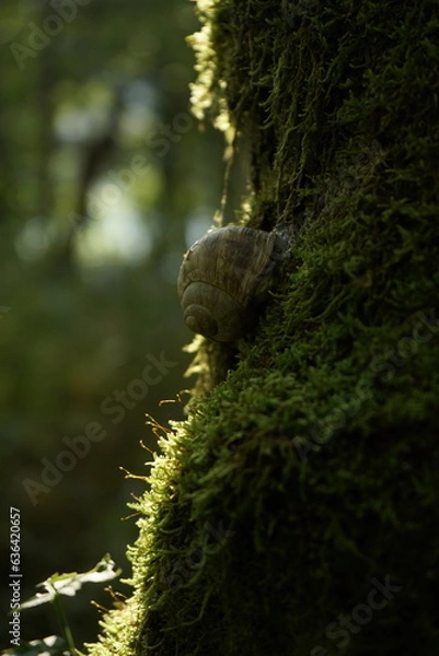 Obraz Schnecke an einem Baumstamm.