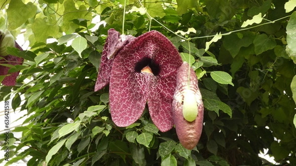 Obraz Schöne Blüte.