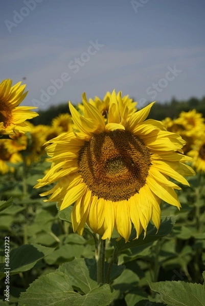 Obraz Schönes Sonnenblumenfeld.