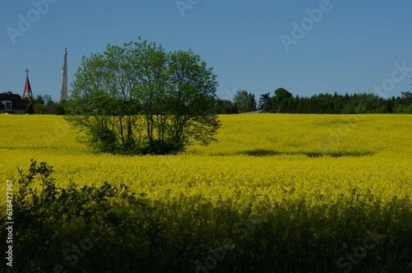 Fototapeta Rzepakowe pole w Bronowicach