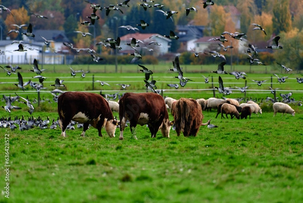 Fototapeta Sheeps, cows and highland cattle eating in a fenced pasture and together with large flock of barnacle geese flying and on the ground on October afternoon 2021 in Helsinki, Finland.