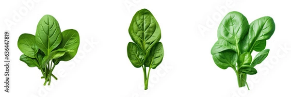 Obraz Young spinach foliage