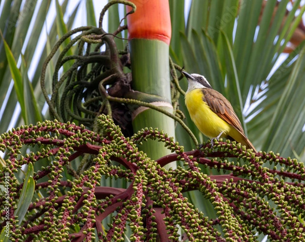 Fototapeta Flycatcher Perched in the Inflorescence of a Sealing Wax Palm