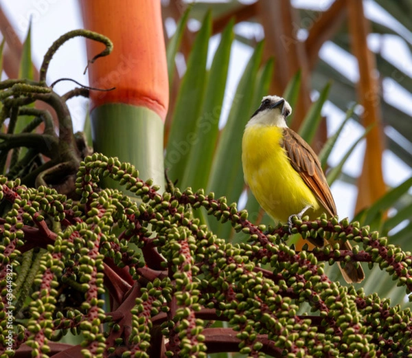 Fototapeta Flycatcher Perched in the Inflorescence of a Sealing Wax Palm