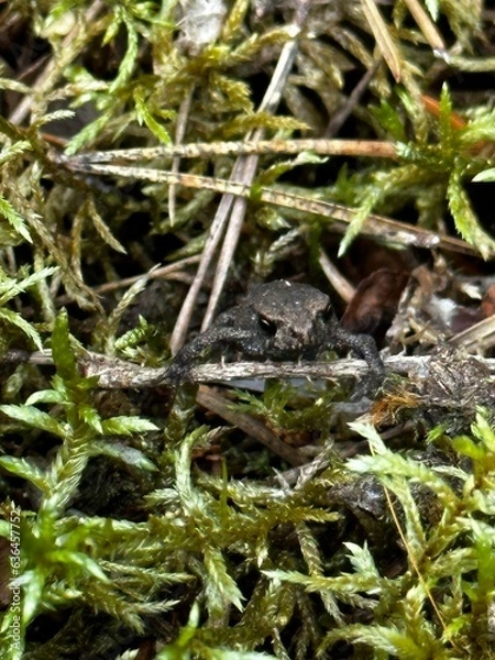 Obraz frog in the pond