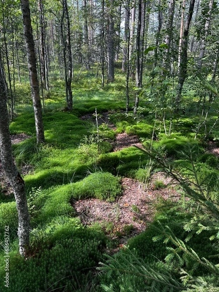 Obraz forest in autumn