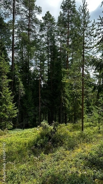 Obraz trees in the forest