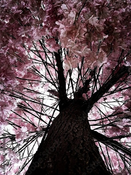 Fototapeta Sakura trees in Japan. Taken when the Sakura trees have not yet fallen.