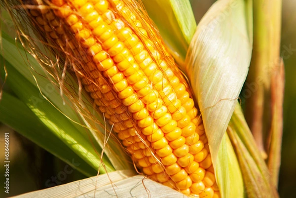 Fototapeta Corn, close-up of corn kernels on the cob, on the field. 