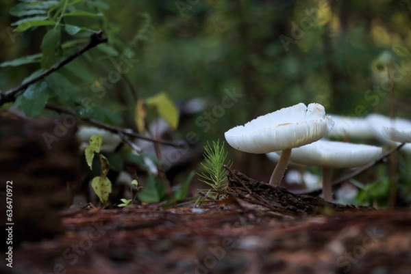 Obraz mushroom in the forest
