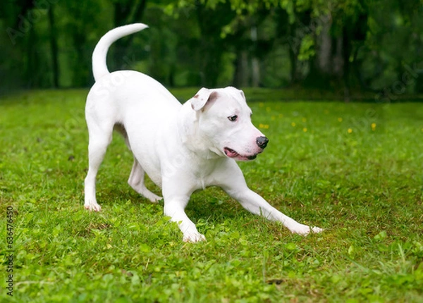 Fototapeta A playful Retriever mixed breed dog in a play bow position