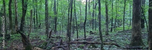 Obraz Trees In Tge Foreat