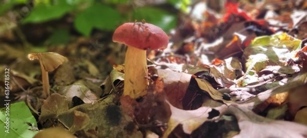 Obraz Bolette In The Forest