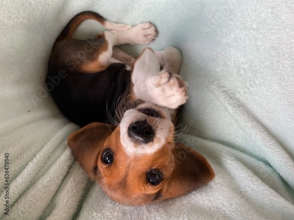 Obraz Beagle puppy dog