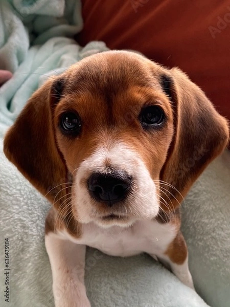 Obraz beagle puppy sleeping