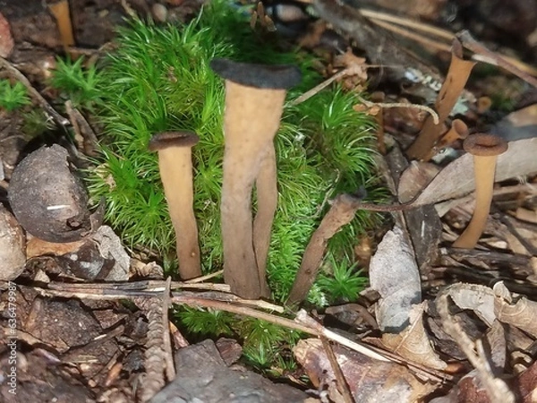 Obraz Black Chantrelle