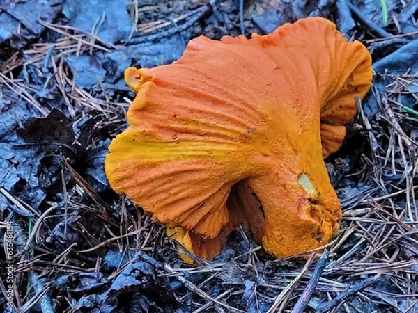 Obraz orange lobster claw