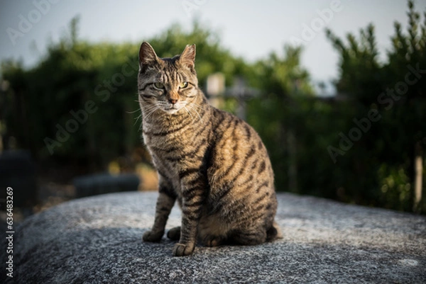 Obraz 猫と夕暮れ