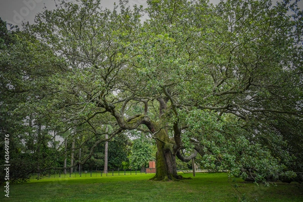 Obraz Emancipation Oak, Hampton, Virginia