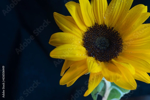 Obraz sunflower on black