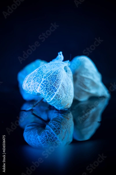 Obraz leaf vein ground cherry